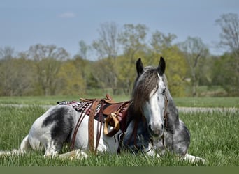 Gypsy Horse, Gelding, 5 years, 14.3 hh, Gray-Dapple