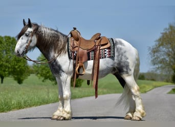 Gypsy Horse, Gelding, 5 years, 14.3 hh, Gray-Dapple