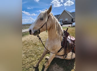 Gypsy Horse Mix, Gelding, 5 years, 14.3 hh, Palomino