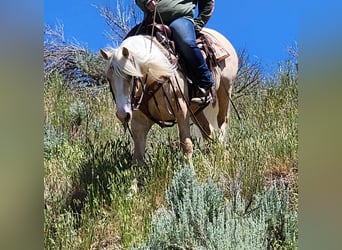 Gypsy Horse Mix, Gelding, 5 years, 14.3 hh, Palomino