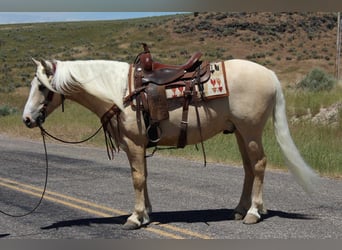 Gypsy Horse Mix, Gelding, 5 years, 14.3 hh, Palomino