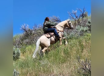 Gypsy Horse Mix, Gelding, 5 years, 14.3 hh, Palomino