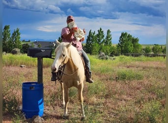 Gypsy Horse Mix, Gelding, 5 years, 14.3 hh, Palomino