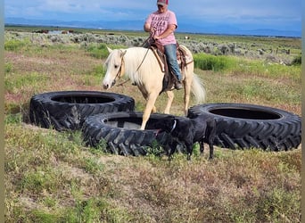 Gypsy Horse Mix, Gelding, 5 years, 14.3 hh, Palomino