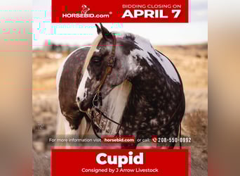Gypsy Horse, Gelding, 5 years, 14.3 hh, Tobiano-all-colors