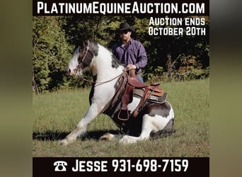 Gypsy Horse, Gelding, 5 years, 14.3 hh, Tobiano-all-colors