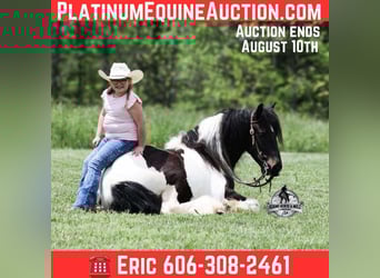 Gypsy Horse, Gelding, 5 years, 14 hh, Black