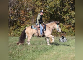 Gypsy Horse, Gelding, 5 years, 14 hh, Buckskin