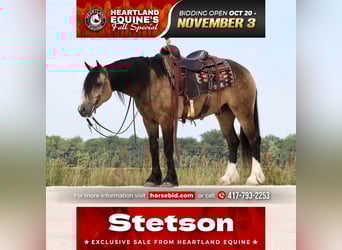 Gypsy Horse Mix, Gelding, 5 years, 14 hh, Buckskin