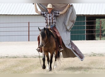 Gypsy Horse Mix, Gelding, 5 years, 14 hh, Buckskin