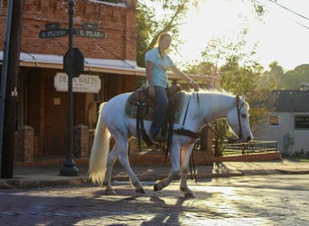 Gypsy Horse, Gelding, 5 years, 14 hh, Grey-Fleabitten