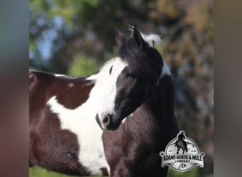 Gypsy Horse, Gelding, 5 years, 14 hh, Tobiano-all-colors
