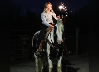 Gypsy Horse, Gelding, 5 years, 14 hh, Tobiano-all-colors