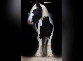 Gypsy Horse, Gelding, 5 years, 14 hh, Tobiano-all-colors