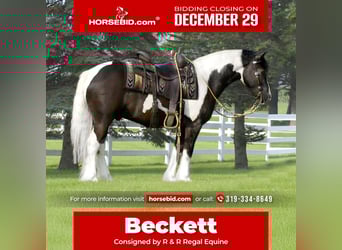 Gypsy Horse Mix, Gelding, 5 years, 14 hh