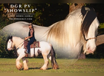 Gypsy Horse, Gelding, 5 years, 14 hh, White