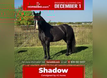 Gypsy Horse Mix, Gelding, 5 years, 14,1 hh, Bay