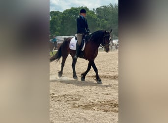 Gypsy Horse Mix, Gelding, 5 years, 14,1 hh, Bay