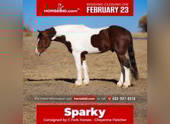 Gypsy Horse Mix, Gelding, 5 years, 14,1 hh, Pinto