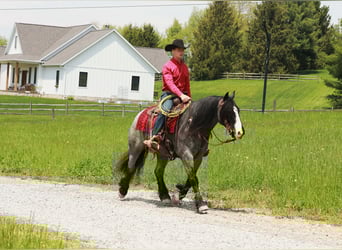Gypsy Horse Mix, Gelding, 5 years, 14,1 hh, Roan-Blue