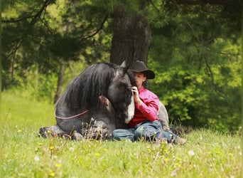 Gypsy Horse Mix, Gelding, 5 years, 14,1 hh, Roan-Blue