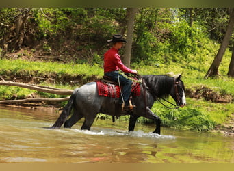 Gypsy Horse Mix, Gelding, 5 years, 14,1 hh, Roan-Blue