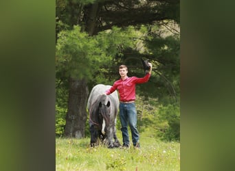 Gypsy Horse Mix, Gelding, 5 years, 14,1 hh, Roan-Blue