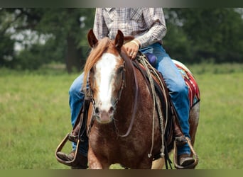 Gypsy Horse Mix, Gelding, 5 years, 14,1 hh