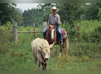 Gypsy Horse Mix, Gelding, 5 years, 14,1 hh