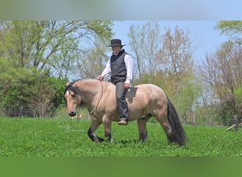 Gypsy Horse, Gelding, 5 years, 14,2 hh, Buckskin