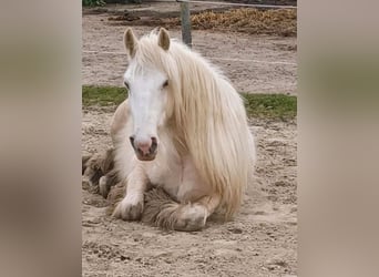 Gypsy Horse, Gelding, 5 years, 14,2 hh, Palomino