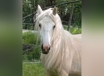 Gypsy Horse, Gelding, 5 years, 14,2 hh, Palomino