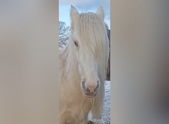 Gypsy Horse, Gelding, 5 years, 14,2 hh, Palomino