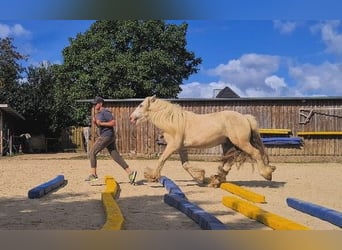 Gypsy Horse, Gelding, 5 years, 14,2 hh, Palomino