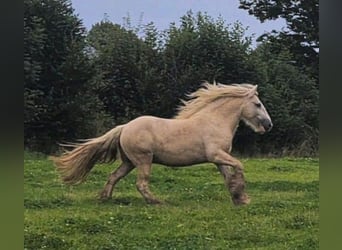Gypsy Horse, Gelding, 5 years, 14,2 hh, Palomino