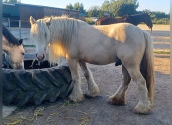 Gypsy Horse, Gelding, 5 years, 14,2 hh, Palomino