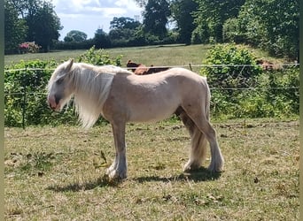 Gypsy Horse, Gelding, 5 years, 14,2 hh, Palomino