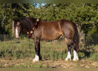 Gypsy Horse Mix, Gelding, 5 years, 14,3 hh, Buckskin