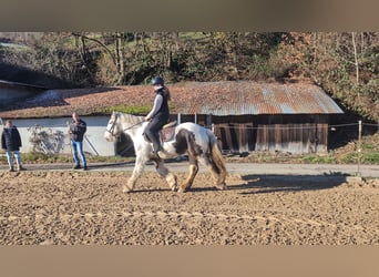 Gypsy Horse, Gelding, 5 years, 14,3 hh
