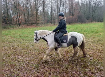 Gypsy Horse, Gelding, 5 years, 14,3 hh, Pinto