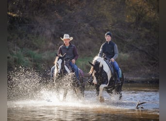 Gypsy Horse Mix, Gelding, 5 years, 14,3 hh, Pinto