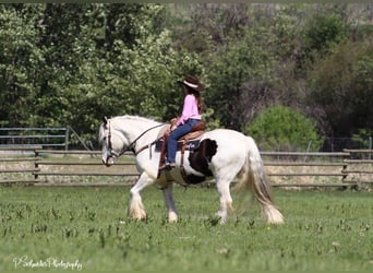 Gypsy Horse, Gelding, 5 years, 14,3 hh