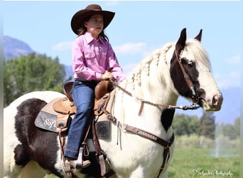 Gypsy Horse, Gelding, 5 years, 14,3 hh