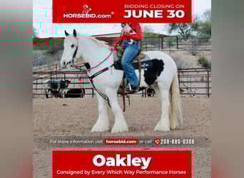 Gypsy Horse, Gelding, 5 years, 14,3 hh