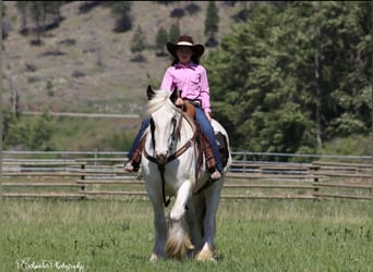 Gypsy Horse, Gelding, 5 years, 14,3 hh