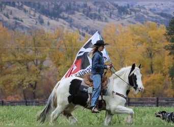 Gypsy Horse, Gelding, 5 years, 14,3 hh