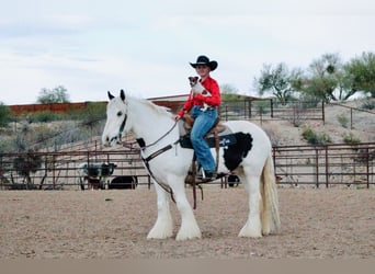 Gypsy Horse, Gelding, 5 years, 14,3 hh