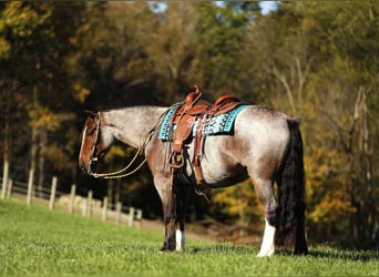 Gypsy Horse Mix, Gelding, 5 years, 14,3 hh