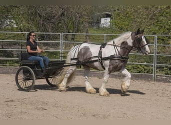Gypsy Horse, Gelding, 5 years, 15.1 hh, Pinto