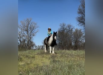 Gypsy Horse, Gelding, 5 years, 15.1 hh, Pinto